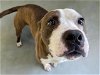 adoptable Dog in , OK named TRUDY