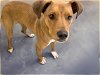 adoptable Dog in  named TANNER