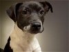 adoptable Dog in tulsa, OK named MEMPHIS