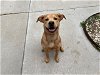 adoptable Dog in tulsa, ok, OK named BURN
