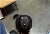 adoptable Dog in tulsa, OK named NYMERIN