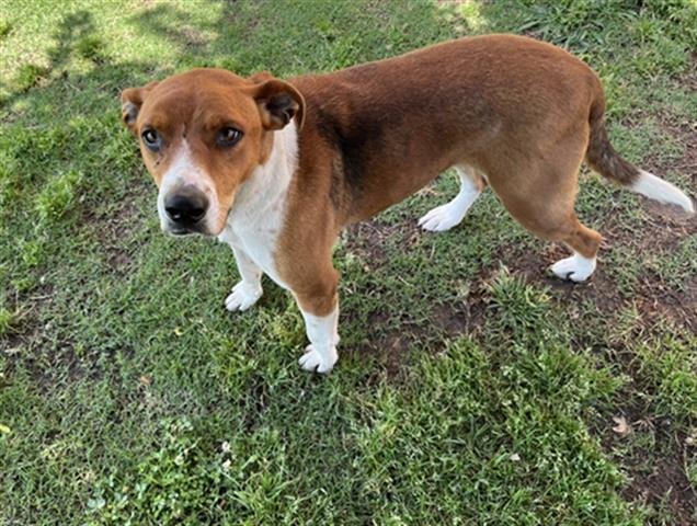 adoptable Dog in Tulsa, OK named TODD
