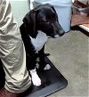 adoptable Dog in tulsa, OK named NABISCO