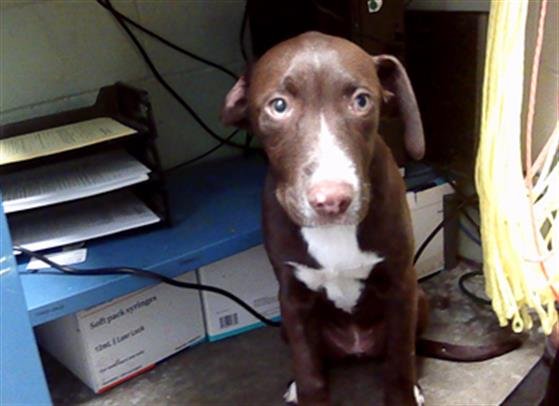 adoptable Dog in Tulsa, OK named CHOCO