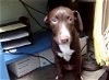 adoptable Dog in tulsa, OK named CHOCO