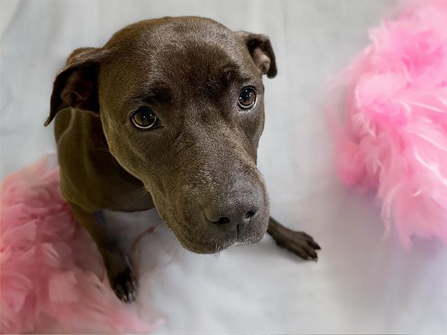 adoptable Dog in Tulsa, OK named LELA