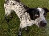 adoptable Dog in , OK named SNOOPY