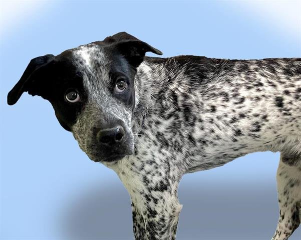 adoptable Dog in Tulsa, OK named SNOOPY