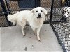 adoptable Dog in tulsa, OK named PRINCE