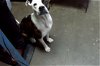 adoptable Dog in tulsa, OK named DEJA
