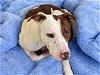 adoptable Dog in tulsa, OK named SHERLOCK BONES