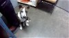 adoptable Dog in tulsa, OK named KIMICHI