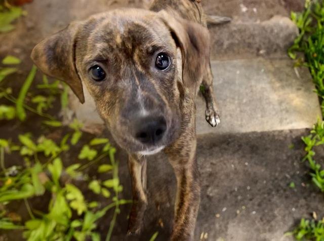 adoptable Dog in Tulsa, OK named KEANU