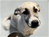 adoptable Dog in tulsa, OK named DALE
