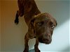 adoptable Dog in tulsa, OK named WEBSTER