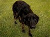 adoptable Dog in tulsa, OK named PUMPKIN