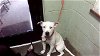 adoptable Dog in tulsa, OK named PEARL