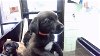 adoptable Dog in tulsa, OK named PUP 3