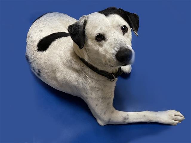 adoptable Dog in Tulsa, OK named BUSTER