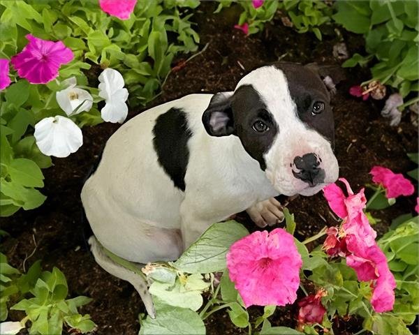 Dog adoption in Tulsa, OK 74115: Pit Bull Terrier / Mixed (short coat ...