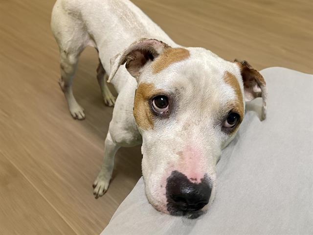 adoptable Dog in Tulsa, OK named SHADOW