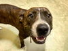 adoptable Dog in , OK named JAZ