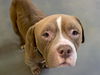 adoptable Dog in , OK named TIC TAC