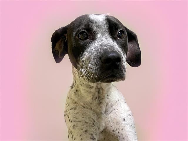 adoptable Dog in Tulsa, OK named TRISHA