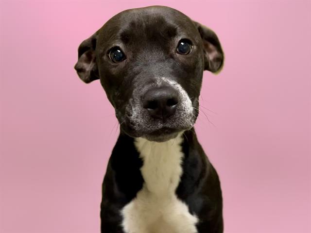 adoptable Dog in Tulsa, OK named TRINA