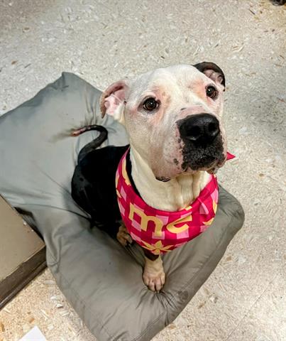 adoptable Dog in Tulsa, OK named MAGENTA