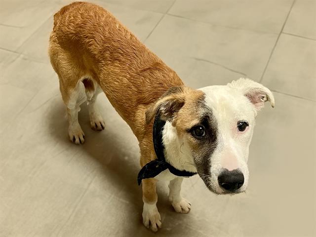 adoptable Dog in Tulsa, OK named HOMER