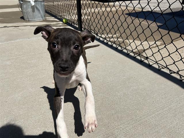 adoptable Dog in Tulsa, OK named BLOSSOM