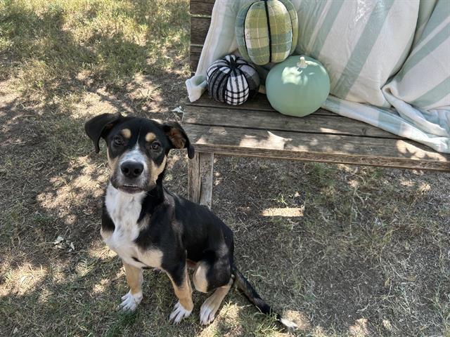 adoptable Dog in Tulsa, OK named VIRGIL