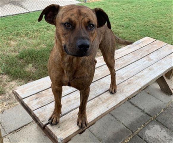 adoptable Dog in Tulsa, OK named ADRIAN