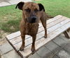 adoptable Dog in , OK named ADRIAN