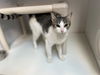 adoptable Cat in , OK named BOBBY JANE