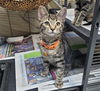 adoptable Cat in Tulsa, OK named BENEDICT