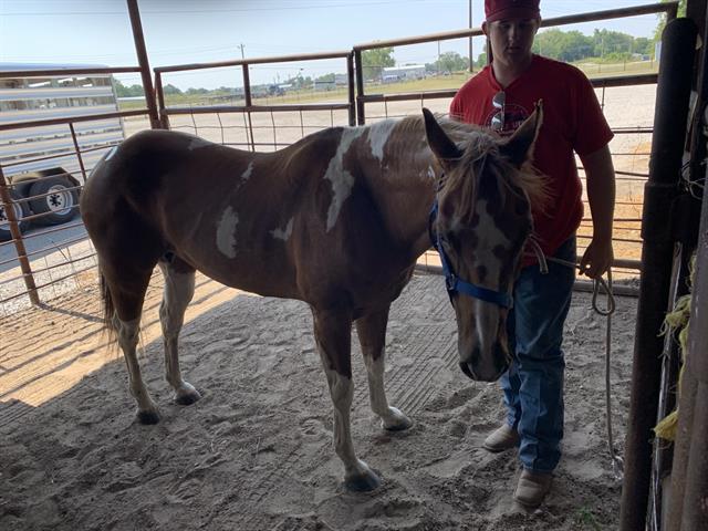 adoptable Horse in Tulsa, OK named VERA JO