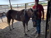 adoptable Horse in , OK named VERA JO