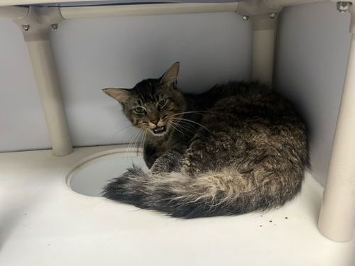 picture of the cat needing adoption