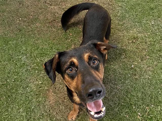 adoptable Dog in Tulsa, OK named FINN