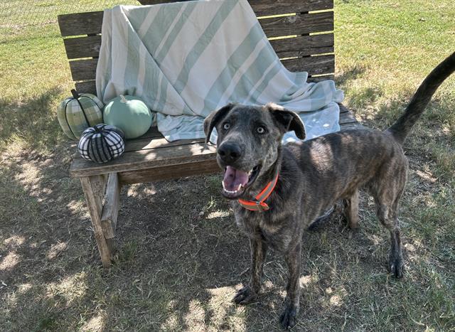 adoptable Dog in Tulsa, OK named RALPH