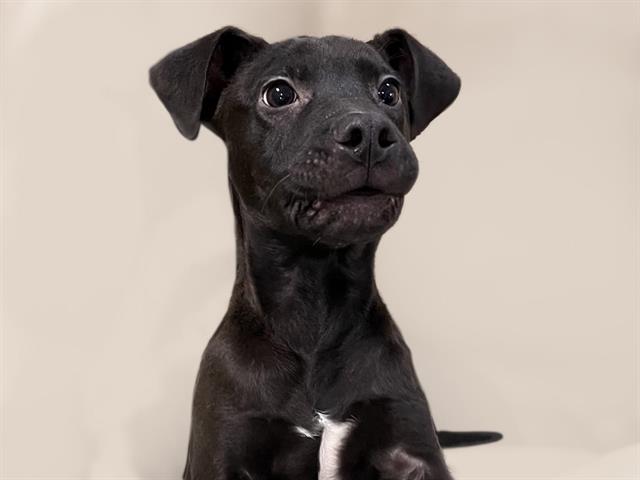 adoptable Dog in Tulsa, OK named SEMINOLE