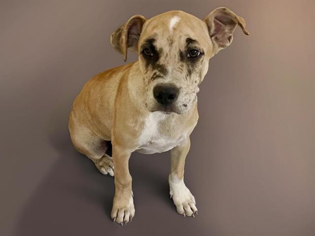 adoptable Dog in Tulsa, OK named SAMSON