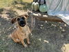 adoptable Dog in Tulsa, OK named JACK