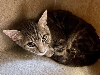 adoptable Cat in Tulsa, OK named TOMMY