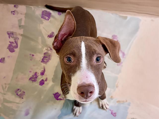 adoptable Dog in Tulsa, OK named CUTIE