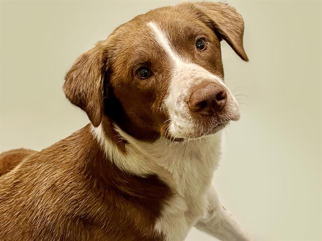 adoptable Dog in Tulsa, OK named CODY