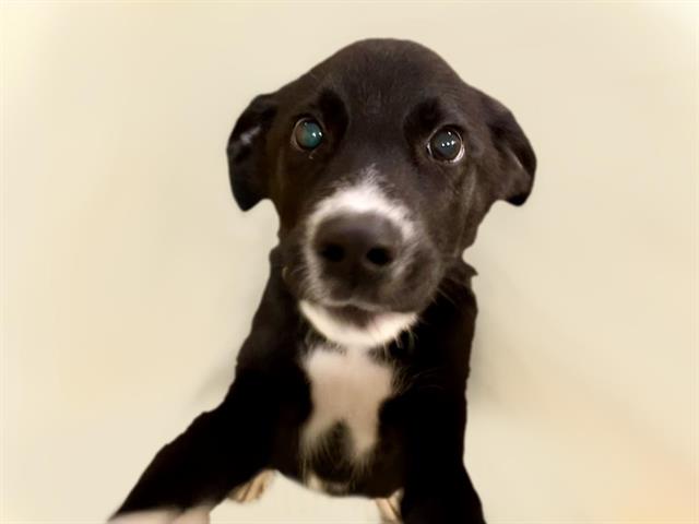 adoptable Dog in Tulsa, OK named LESTER