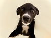 adoptable Dog in , OK named LESTER